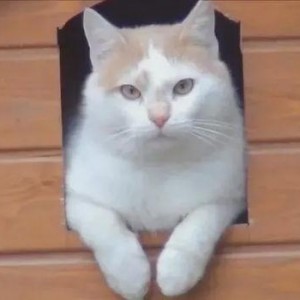 娱乐吃瓜酱小猫睡在哪里,揭秘萌宠的温馨睡眠角落