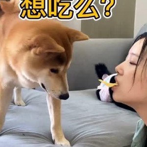 娱乐吃瓜汪星人是谁的小说,揭秘娱乐圈背后的萌宠传奇