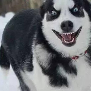 娱乐吃瓜酱哈士奇不拆家,娱乐吃瓜酱带你揭秘狗狗的神奇魅力